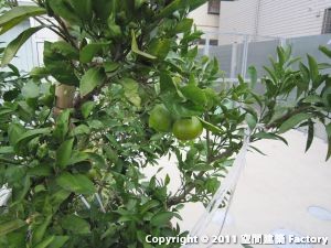 �C�\�����ڍ�
