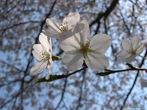 恵比寿の桜