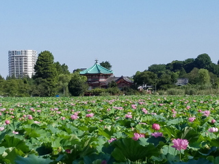 不忍池