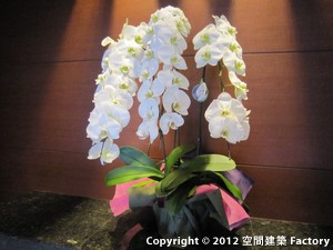 胡蝶蘭