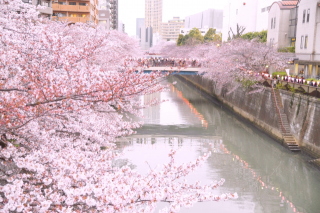 目黒川