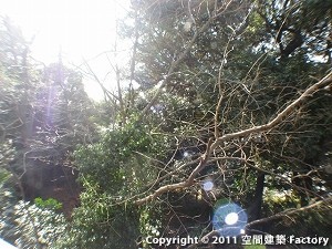 新宿御苑の緑